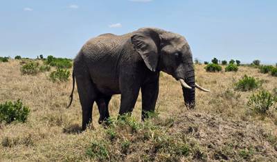 Masai Mara via The Great Rift Valley (Comfort) 3 Days/2 Nights — 5