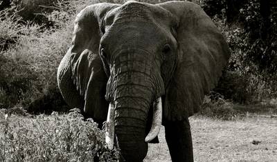Serengeti, Ngorongoro e Lago Manyara 4 Dias/3 Noites — 3