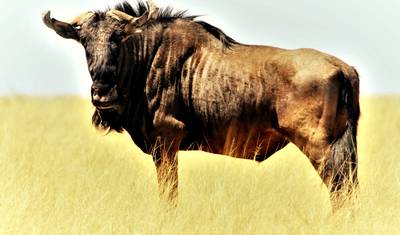 Serengeti, Ngorongoro e Lago Manyara 4 Dias/3 Noites — 4