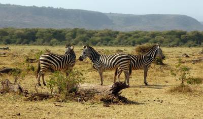 Serengeti, Ngorongoro e Lago Manyara 4 Dias/3 Noites — 5