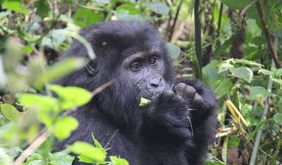 2 dias de Trekking de Gorilas em Bwindi a partir de Kigali — 4