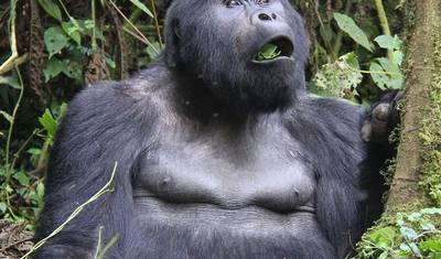 2 dias de Trekking de Gorilas em Bwindi a partir de Kigali — 5