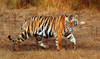 Excursão de 7 Dias ao Triângulo Dourado com Tigres de Ranthambore e Nascer/Pôr do Sol no Taj Mahal — 3