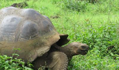 Quito - Mindo - Galapagos  (9 Days) — 5