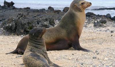 5 Dias Incríveis em Galápagos: Ilhas Isabela e Santa Cruz — 2