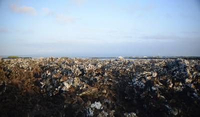 5 Dias Incríveis em Galápagos: Ilhas Isabela e Santa Cruz — 4