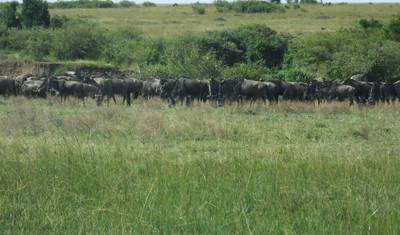 Safári da Migração de Gnus — 3