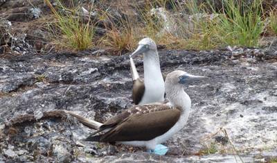 Viagem de Meio Dia a Los Tuneles Cabo Rosa em Isabela Galápagos — 4