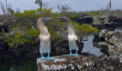 Viagem de Meio Dia a Los Tuneles Cabo Rosa em Isabela Galápagos — 3