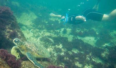Viagem de Meio Dia a Los Tuneles Cabo Rosa em Isabela Galápagos — 5