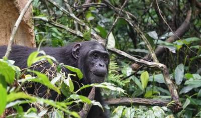 Safari de 8 Dias em Uganda: Aventura em Kidepo e Murchison — 2