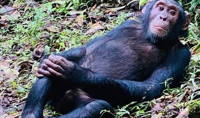Safari de 8 Dias em Uganda: Aventura em Kidepo e Murchison — 3