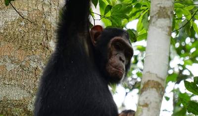 Safari de 8 Dias em Uganda: Aventura em Kidepo e Murchison — 4
