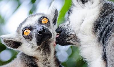 Cultural and natural wealth of Madagascar — 5
