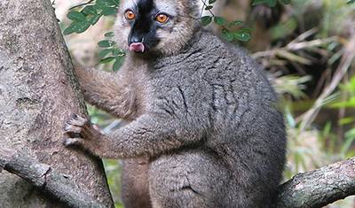 Passeios Combinados em Madagascar em 14 dias (Parte Sul e Noroeste) — 4
