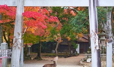 Grande Rota do Japão — 4