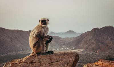 راجستان الغامضة — 3