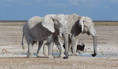 3 Dni Park Narodowy Etosha | Prywatny Kemping z Przewodnikiem — 2