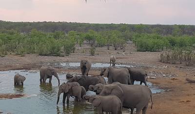 3 Dni Park Narodowy Etosha | Prywatny Kemping z Przewodnikiem — 4