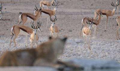 3 Dni Park Narodowy Etosha | Prywatny Kemping z Przewodnikiem — 5