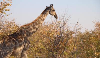 3 Dni Park Narodowy Etosha | Prywatny Kemping z Przewodnikiem — 3