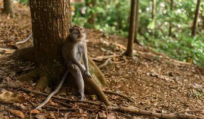 インドネシア探検：カリマンタンのオランウータン — 3