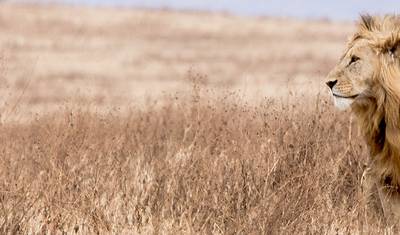 Safari na Wschodnim Wybrzeżu Afryki i wyjazd nad wybrzeże — 5