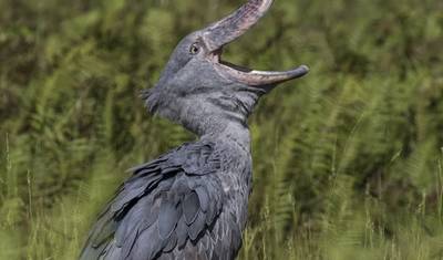 2 Day Tanzania Lodge Safari to Lake Manyara & Ngorongoro Crater — 3