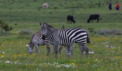 2 Day Tanzania Lodge Safari to Lake Manyara & Ngorongoro Crater — 4
