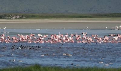 2 Day Tanzania Lodge Safari to Lake Manyara & Ngorongoro Crater — 2
