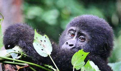 Experience Uganda Gorilla trekking & Lake Bunyonyi (Exclusively Private) — 2