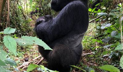 Experience Uganda Gorilla trekking & Lake Bunyonyi (Exclusively Private) — 3