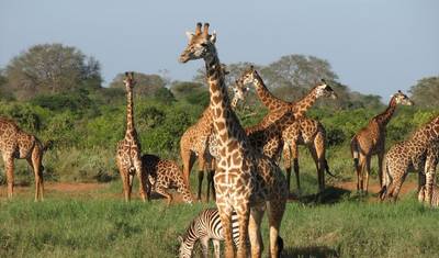 Pacote de Viagem de 6 Dias: Destaques da África na Tanzânia — 3