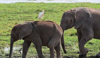 Safari Africano de Luxo de 5 Dias na Tanzânia — 3