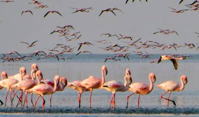 Safari Africano de Luxo de 5 Dias na Tanzânia — 5