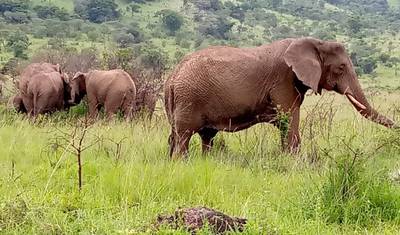 Experimente Gorilas, Chimpanzés, Big 5 e Grandes Felinos de Uganda (Exclusivamente Privado) — 5