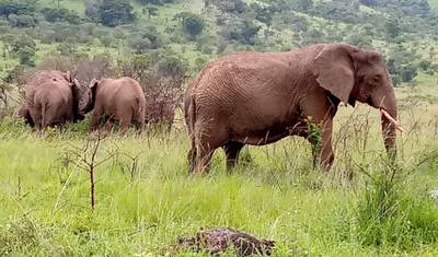 Experimente Gorilas, Chimpanzés, Big 5 e Grandes Felinos de Uganda (Exclusivamente Privado) — 2