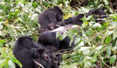 Experimente Gorilas, Chimpanzés, Big 5 e Grandes Felinos de Uganda (Exclusivamente Privado) — 5