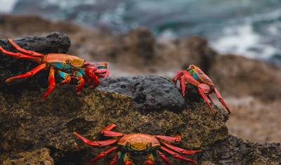 Aventura de Ilha em Ilha em Galápagos 7D/6N — 3