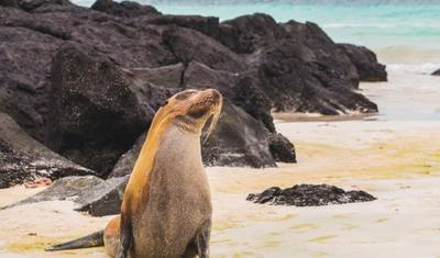 Aventura de Ilha em Ilha em Galápagos 7D/6N — 4