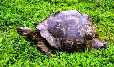 Galapagos Island Hopping Adventure 7D/6N — 3