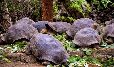 Galapagos Island Hopping Adventure 7D/6N — 5