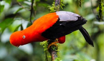Aventura Amazônica Manu 5D/4N — 5