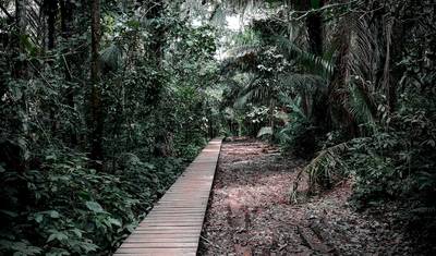 منتجع Puerto Maldonado Amazon Eco-Lodge لمدة 5 أيام/4 ليالٍ (من Cuzco) — 4
