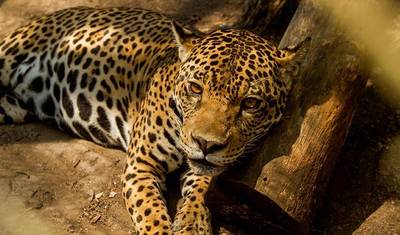 منتجع Puerto Maldonado Amazon Eco-Lodge لمدة 5 أيام/4 ليالٍ (من Cuzco) — 4