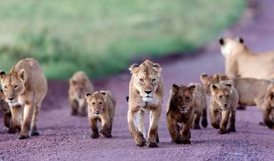 5 Dni Safari średniej klasy do Serengeti i Krateru Ngorongoro — 5