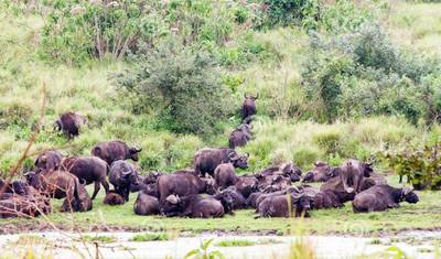 5 Dni Safari średniej klasy do Serengeti i Krateru Ngorongoro — 4