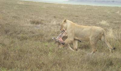 Safari de Acampamento Econômico de 6 Dias no Serengeti — 4