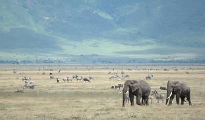 Safari de Acampamento Econômico de 6 Dias no Serengeti — 2