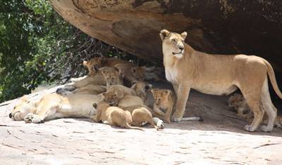 Safari em Grupo de 4 Dias na Tanzânia com Serengeti — 2